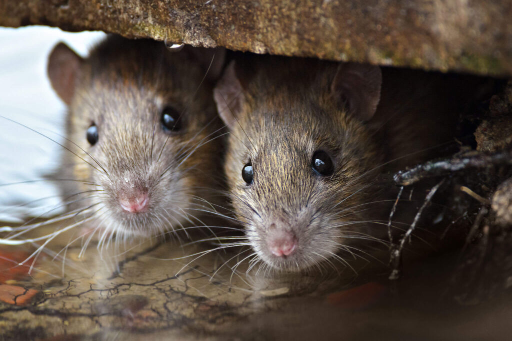 Rats & mice